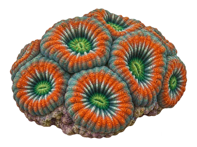 Acanthastrea Echinata