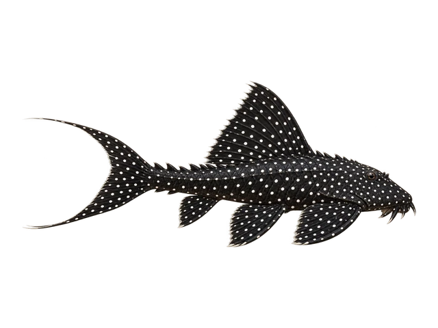 Adonis Pleco (L155)