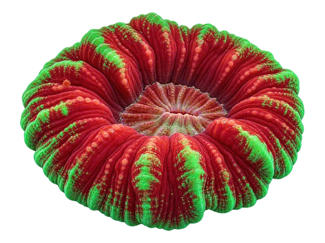 Meat Coral