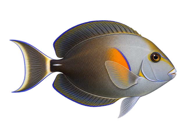 Orange Shoulder Tang
