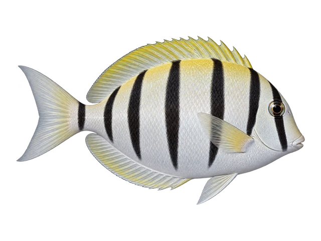 Convict Tang