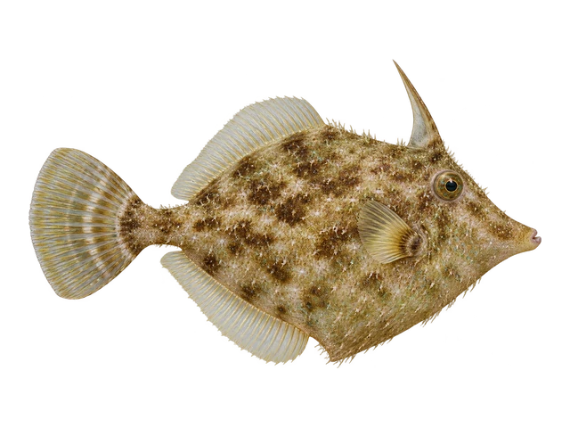 Aiptasia-eating Filefish
