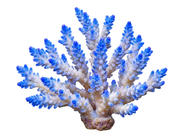 Ice Fire Acropora