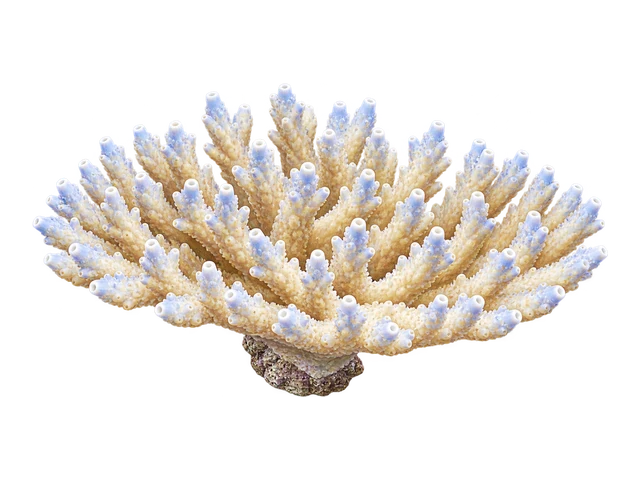 Deepwater Acropora
