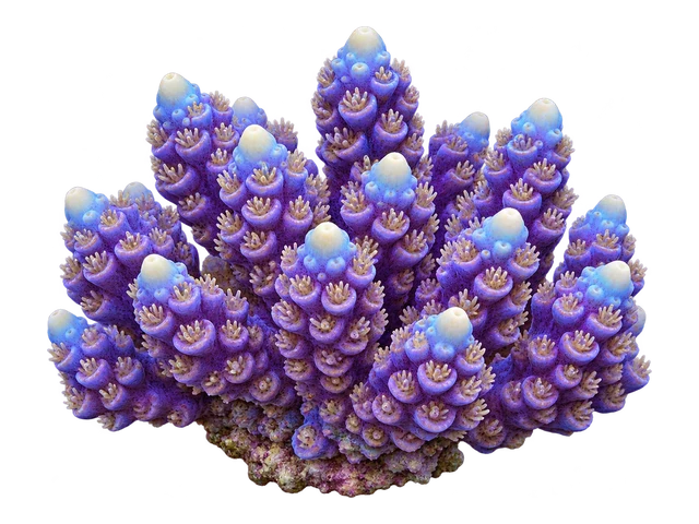 Acropora Humilis