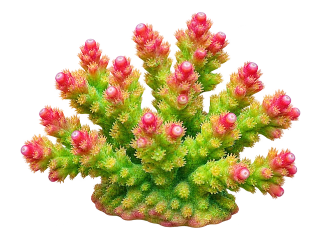 Strawberry Shortcake Acropora