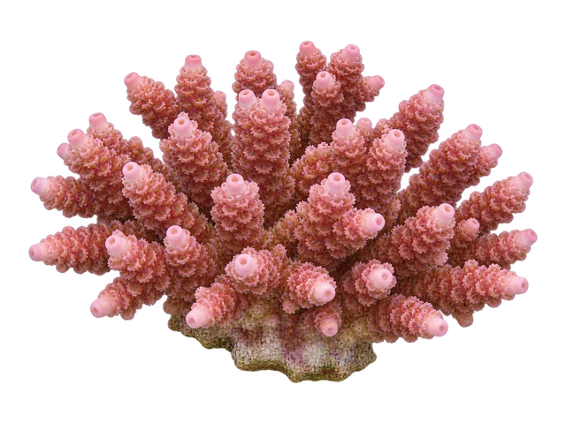 Staghorn Acropora