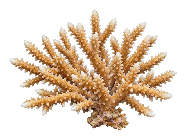 Staghorn Acropora Muricata