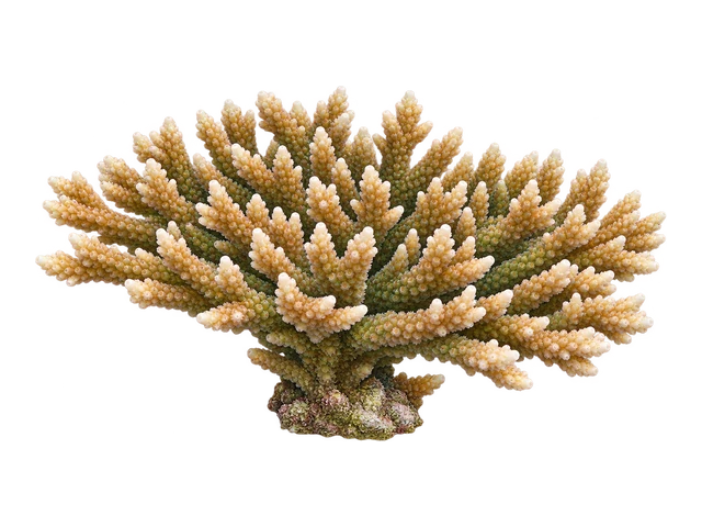 Tabling Acropora