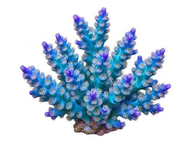 Blue Tenuis Acropora