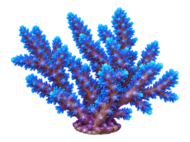 Oregon Tort Acropora
