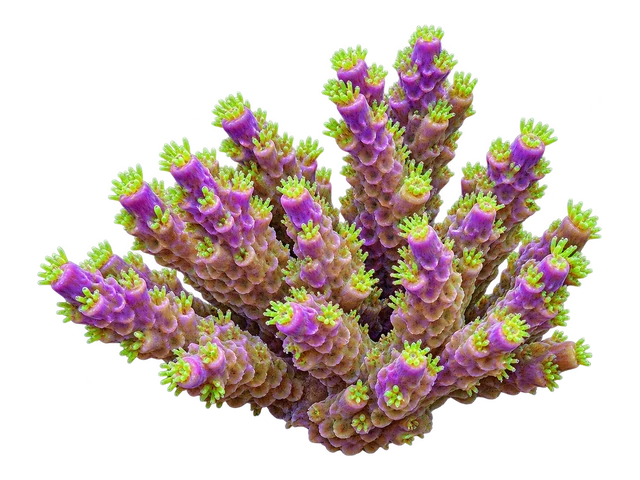Purple Bonsai Acropora