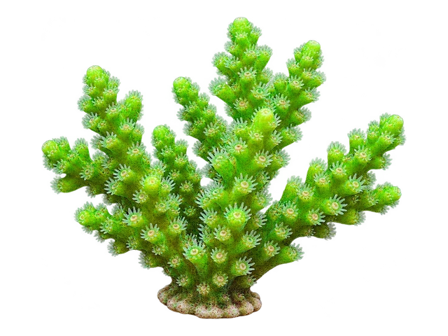 Green Slimer Acropora