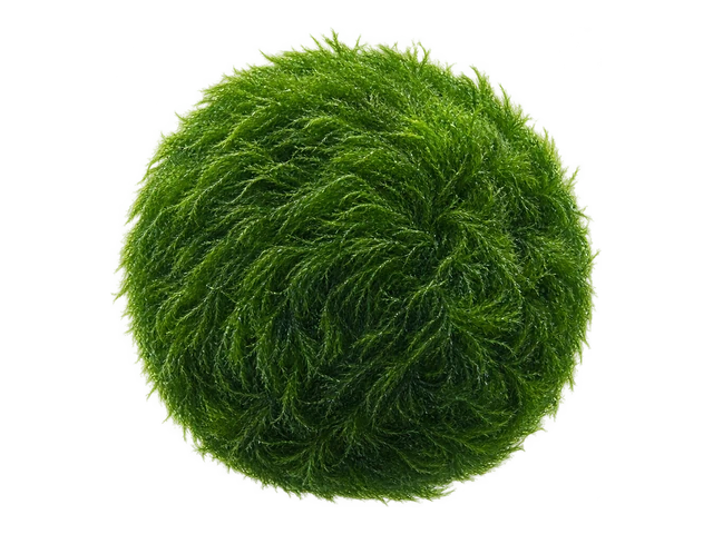 Marimo Moss Ball