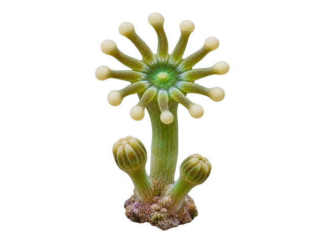 Alveopora