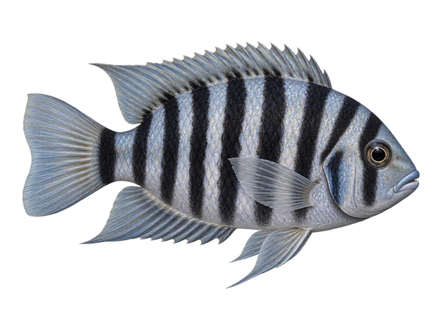 Convict Cichlid