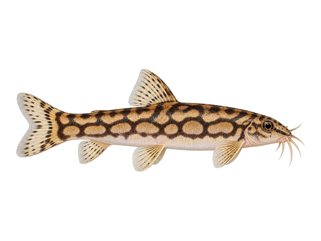 Dwarf Chain Loach