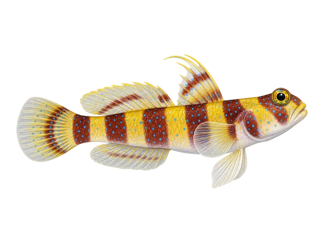 Wheeler's Shrimp Goby