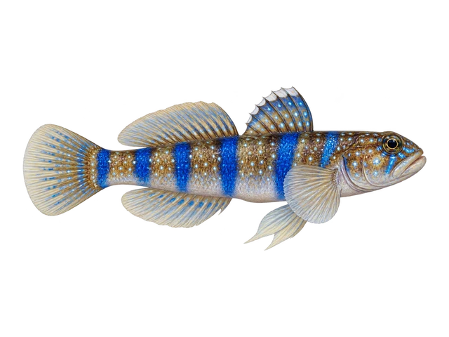 Sleeper Banded Goby