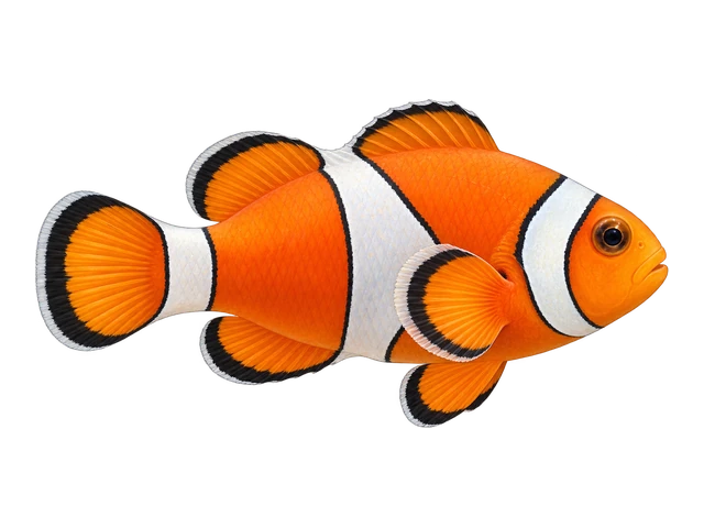 Ocellaris Clownfish