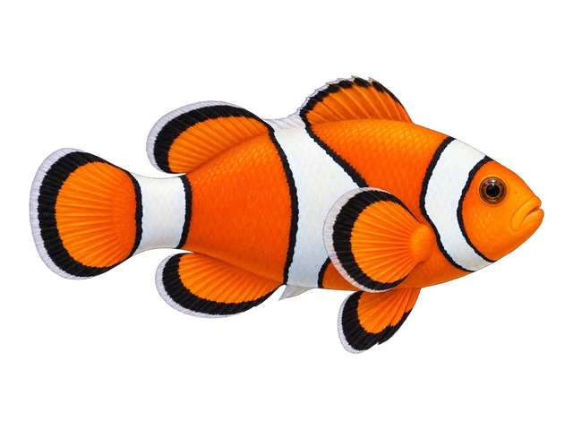 Percula Clownfish
