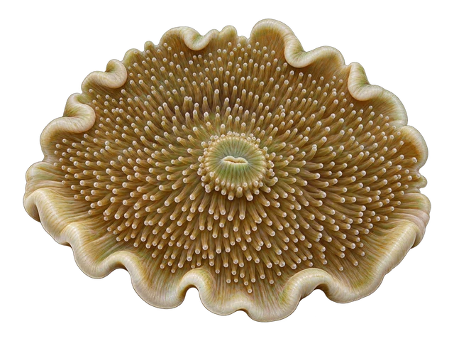 Elephant Ear Mushroom