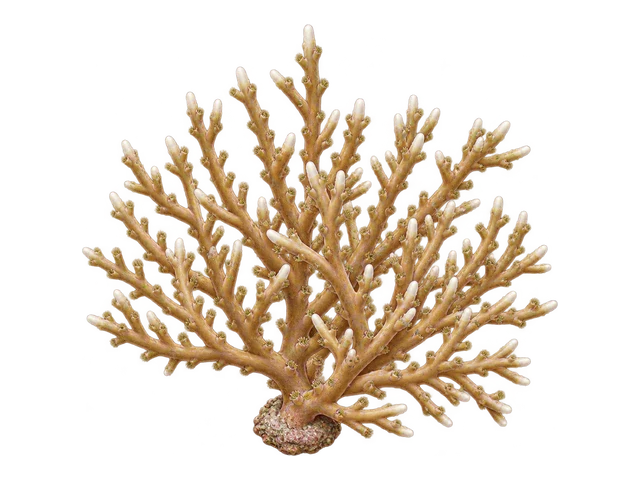 Anacropora