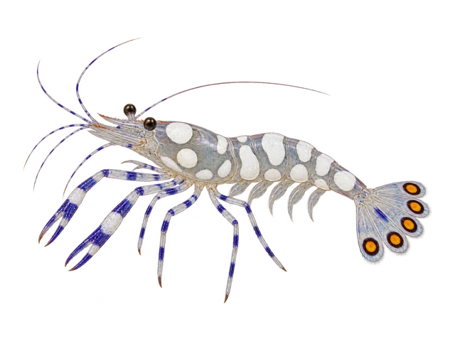 White Spot Anemone Shrimp