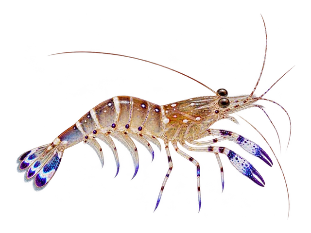 Pederson Cleaner Shrimp