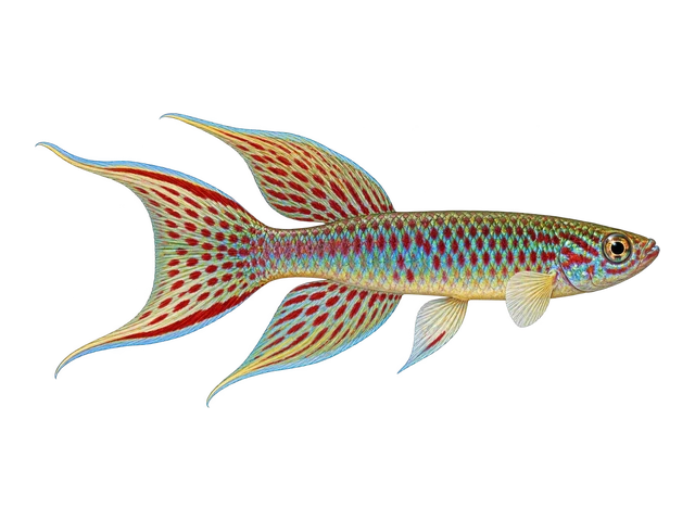 Lyretail Killifish