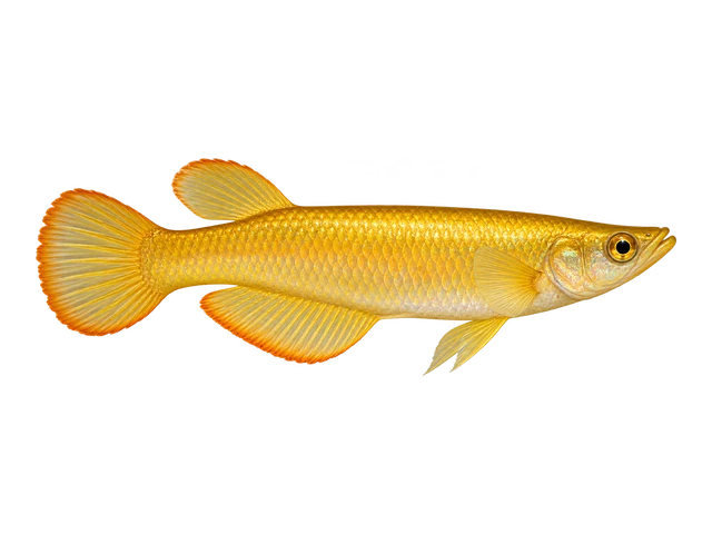 Golden Wonder Killifish