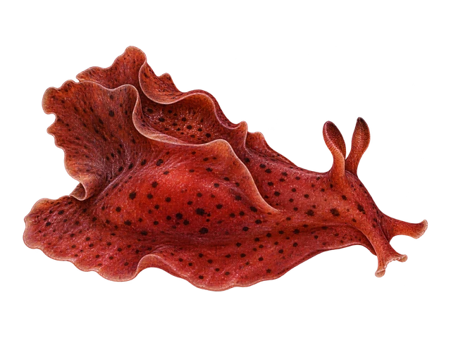 California Sea Hare