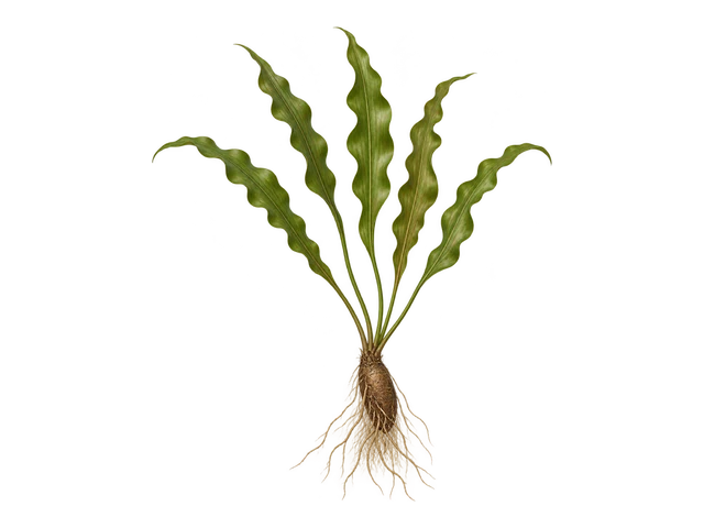 Aponogeton Capuronii