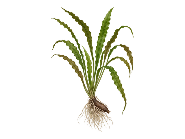 Aponogeton Longiplumulosus