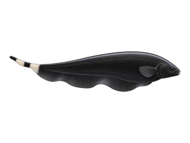 Black Ghost Knifefish
