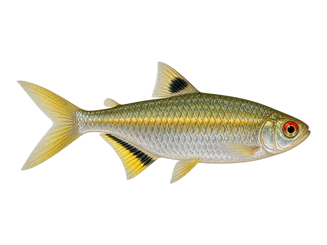 African Red-eye Tetra