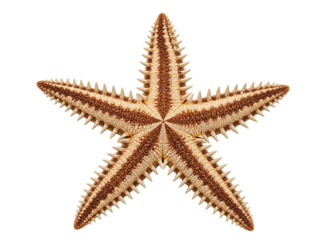 Sand Sifting Star