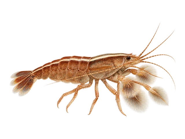 Bamboo Shrimp