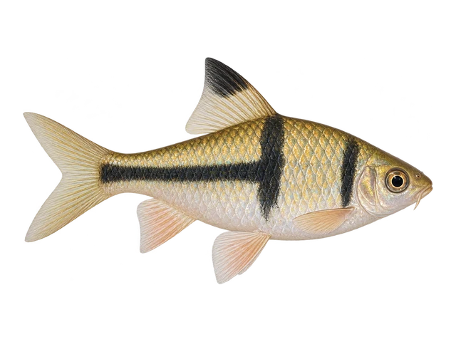 Spanner Barb