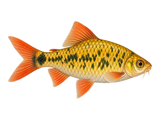 Gold Barb