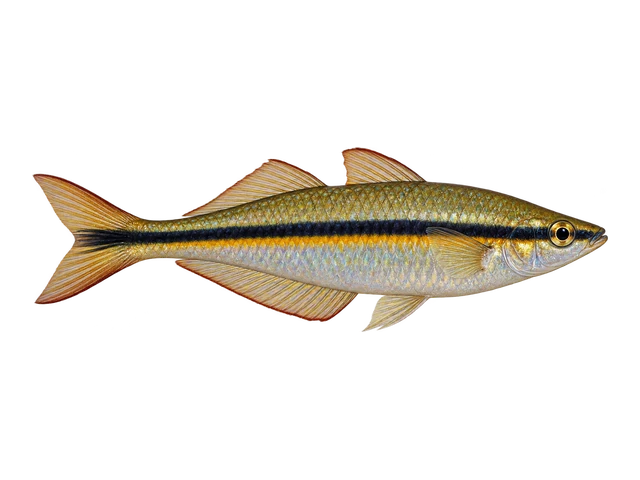 Madagascar Rainbowfish