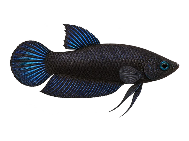 Batman Betta