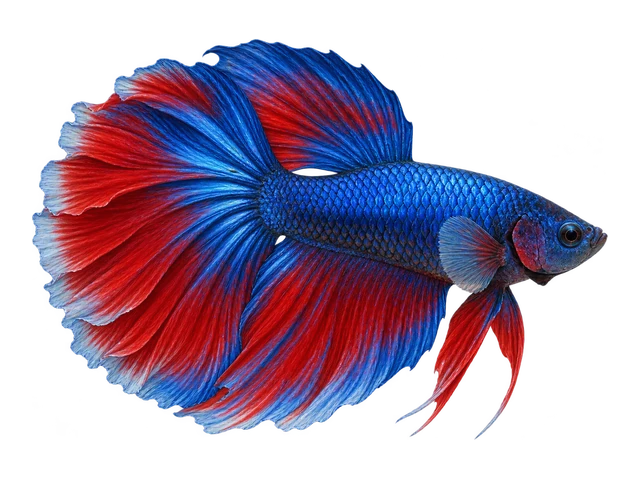 Betta