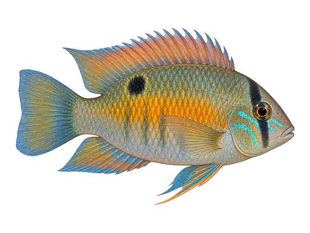 Cupid Cichlid