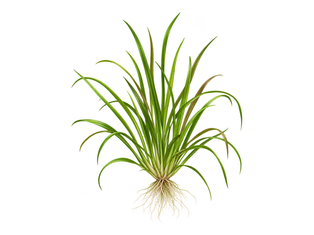 Blyxa Aubertii