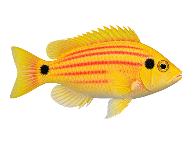 Yellow Candy Hogfish