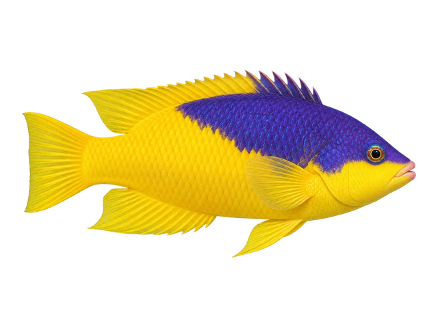 Spanish Hogfish