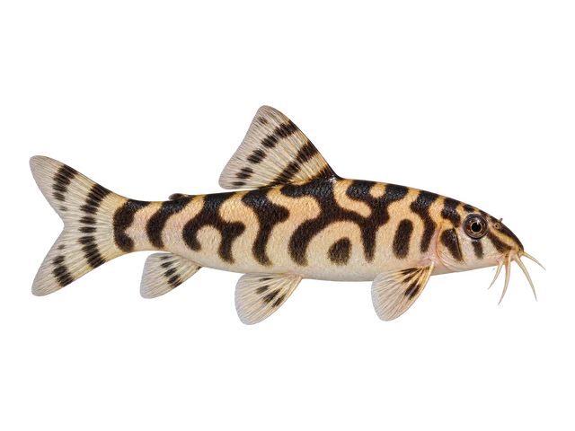 Yoyo Loach