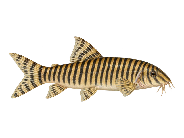 Zebra Loach