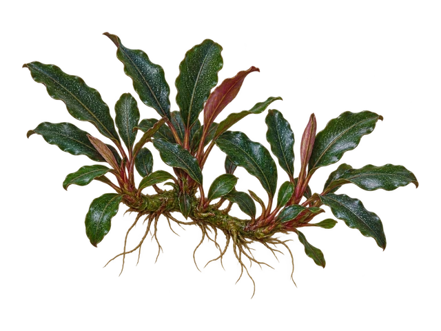 Bucephalandra